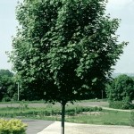 Cashman Nursery, Bismarck, ND, Acer Platanoides, Emerald Lustre Maple