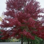 Cashman Nursery, Bismarck, ND, Acer Rubrum, Northfire Maple