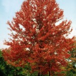 Cashman Nursery, Bismarck, ND, Autumn Blaze Maple, Acer Freemanii