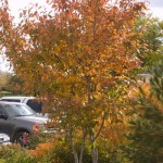 Cashman Nursery, Bismarck, ND, Autumn Brillance Serviceberry, Amelanchier, Ornamental Flowering Tree