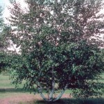 Cashman Nursery, Bismarck, ND, Betula Papyrifera, Prairie Dream Paper Birch