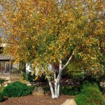 Cashman Nursery, Bismarck, ND, Betula Populifolia, Whitespire Birch