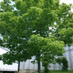 Cashman Nursery, Bismarck, ND, Celtis occidentalis, Common Hackberry