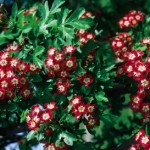 Cashman Nursery, Bismarck, ND, Crimson Cloud Hawthorn, Crataegus, Ornamental Flowering Tree