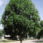 Cashman Nursery, Bismarck, ND, Fraxinus, Mancana Ash