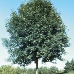 Cashman Nursery, Bismarck, ND, Fraxinus, Marshall Green Ash