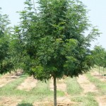 Cashman Nursery, Bismarck, ND, Gleditsia Triacanthos, Skyline Honeylocust