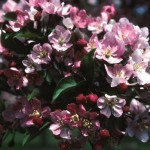 Cashman Nursery, Bismarck, ND, Malus, Red Splendor Flowering Crabapple