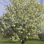 Cashman Nursery, Bismarck, ND, Malus, Spring Snow Flowering Crabapple