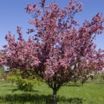 Cashman Nursery, Bismarck, ND, Thunderchild Flowering Crabapple, Malus