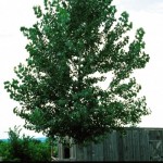 Cashman Nursery, Bismarck, ND, Populus tremuloides, Quaking Apen Poplar Tree