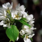 Cashman Nursery, Bismarck, ND, Pyrus, Mountain Frost Flowering Ornamental Pear Tree