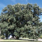 Cashman Nursery, Bismarck, ND, Quercus Macrocarpa, Bur Oak