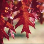 Cashman Nursery, Bismarck, ND, Quercus ellipsoidalis, Northern Red Pin Oak