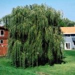 Cashman Nursery, Bismarck, ND, Salix Alba, Niobe Weeping Willow, Prairie Cascade Weeping Willow