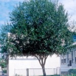 Cashman Nursery, Bismarck, ND, Salix, Laurel Leaf Upright Willow