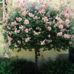 Cashman Nursery, Bismarck, ND, Syringa, Dwarf Korean Lilace Tree, Flowering Ornamental Tree