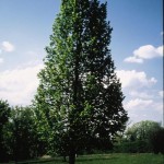 Cashman Nursery, Bismarck, ND, Tilia Americana, Sentry American Linden