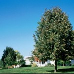 Cashman Nursery, Bismarck, ND, Tilia Americana, Frontyard American Linden