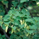 Cashman Nursery, Bismarck, ND, Tilia Cordata, Little Leaf Linden