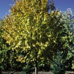 Cashman Nursery, Bismarck, ND, Tilia Cordata, Harvest Gold Linden