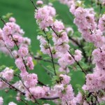 Cashman Nursery, Bismarck, ND, Prunus, Double Flowering Plum, Ornamental Flowering Tree