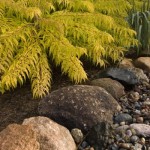 Cashman Nursery, Bismarck, ND, Rhus Typhina, Staghorn Sumac, Tiger Eyes Cutleaf Sumac