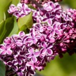 Cashman Nursery, Bismarck, ND, Syringa vulgaris, Sensation Lilac
