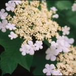 Cashman Nursery, Bismarck, ND, Viburnum dentatum, American Cranberry