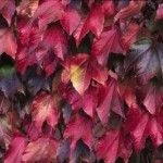 Cashman Nursery, Bismarck, ND, Parthenocissus tricuspidata, Boston Ivy