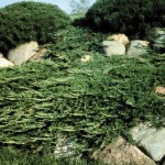 Cashman Nursery, Bismarck, ND, Juniperus Prince of Whales Spreading Juniper, Evergreen