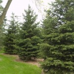 Cashman Nursery, Bismarck, ND, Picea Black Hills Spruce, Evergreen