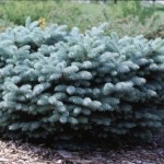 Cashman Nursery, Bismarck, ND, Picea Globe Blue Spruce, Evergreen