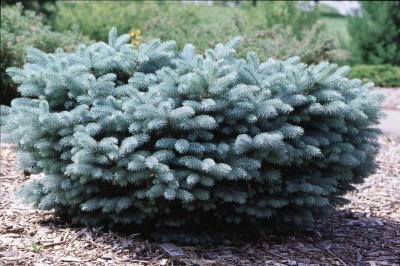 spruce globe dwarf colorado nursery picea nest evergreens globosa bird evergreen shrub cashman pine pungens glauca shrubs zone thetreefarm views