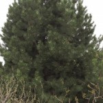 Cashman Nursery, Bismarck, ND, Pinus Austrian Pine, Evergreen