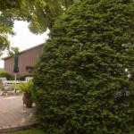 Cashman Nursery, Bismarck, ND, Taxus Upright Japanese Yew, Evergreen