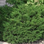 Cashman Nursery, Bismarck, ND, Taxus Dark Green Spreading Yew