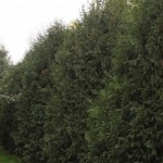 Cashman Nursery, Bismarck, ND, Thuja Techny Arborvitae, Evergreen