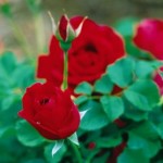 Cashman Nursery, Bismarck, ND, Cuthbert Grant Hardy Shrub Rose