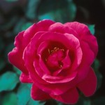 Cashman Nursery, Bismarck, ND, Winnipeg Parks Hardy Shrub Rose Bush