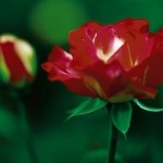 Cashman Nursery, Bismarck, ND, Double Delight Tender Rose Bush