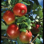 Cashman Nursery, Bismarck, ND, Honeycrisp Apple Fruit Tree