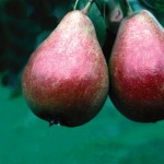 Cashman Nursery, Bismarck, ND, Patten Pear Fruit Tree