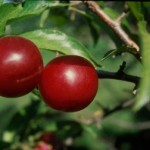 Cashman Nursery, Bismarck, ND, Toka Plum Fruit Tree