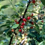 Cashman Nursery, Bismarck, ND, North Star Cherry Fruit Tree