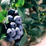 Cashman Nursery, Bismarck, ND, Chippewa Blueberry