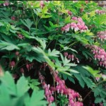 Dicentra Bleeding Heart, Cashman Nursery, Perennials for North Dakota