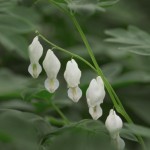 Cashman Nursery, Dicentra White Bleeding Heart Perennial, North Dakota