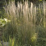 Cashman Nursery, Karl Forester Perennial Grass, North Dakota