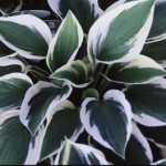 Cashman Nursery, Patriot Hosta, Perennial for North Dakota